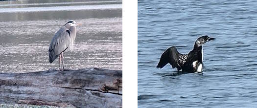 Great Blue Heron and a Black Throated Loon